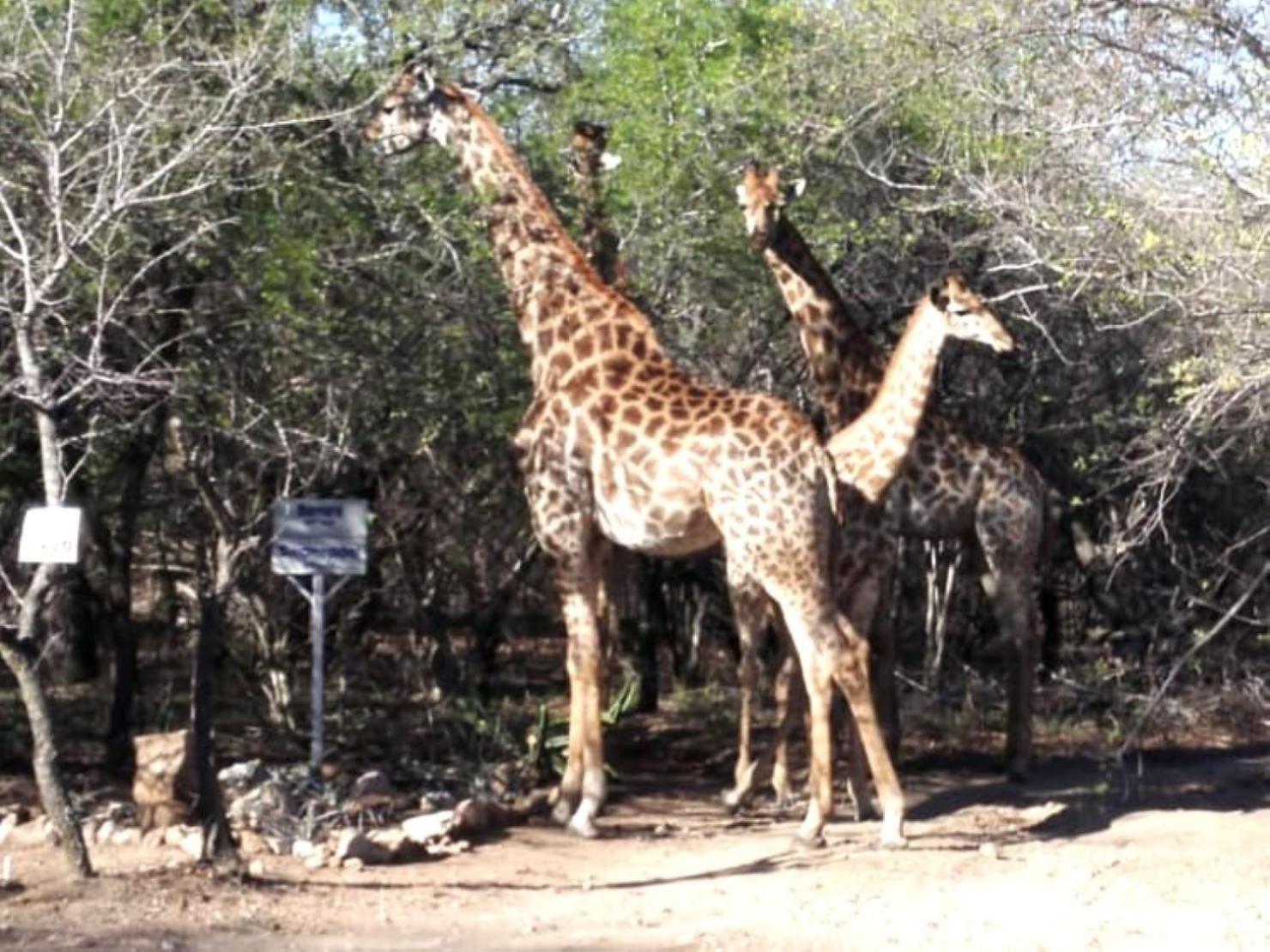 Villa Kruger Wielewaal Restcamp Marloth Park Exterior foto