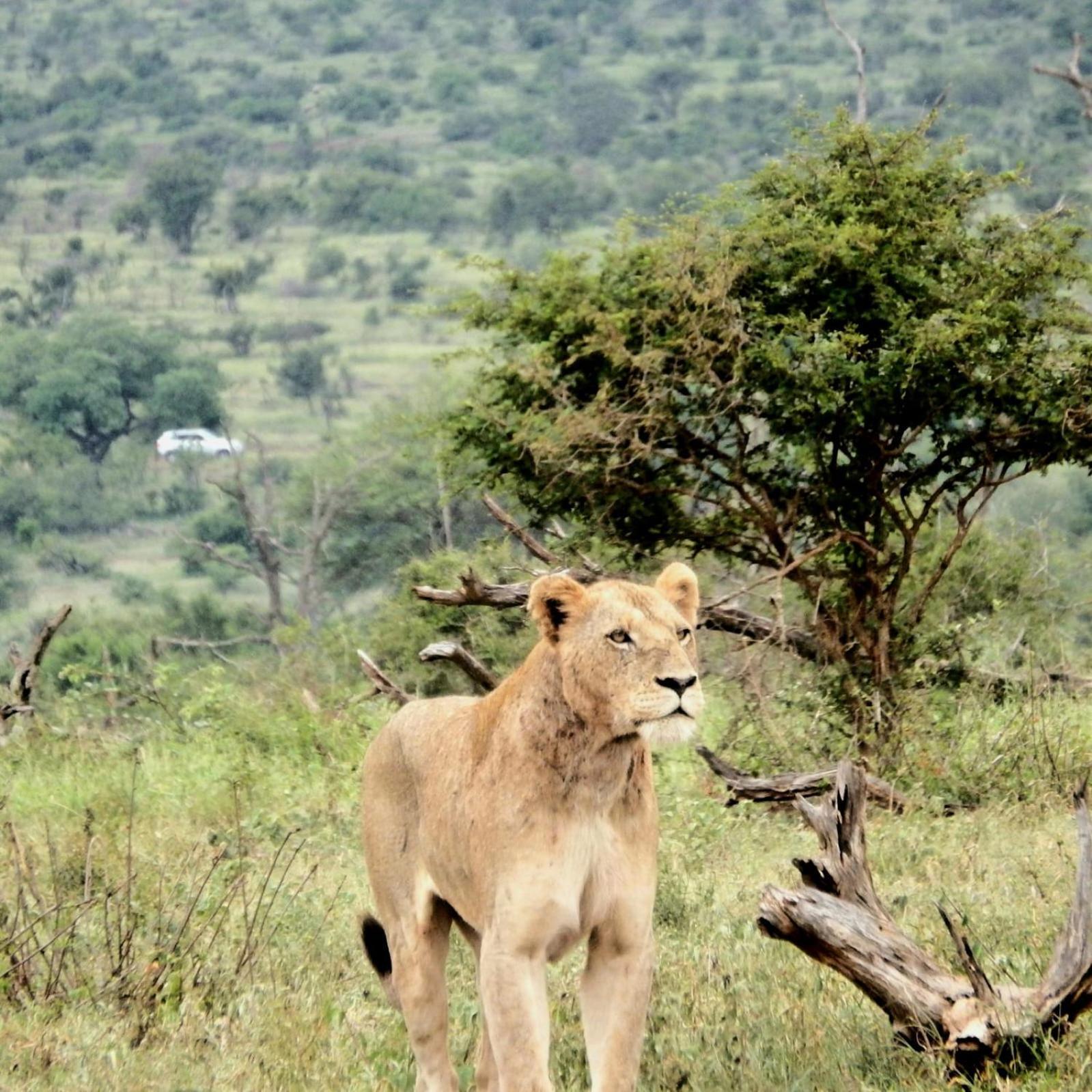 Villa Kruger Wielewaal Restcamp Marloth Park Exterior foto